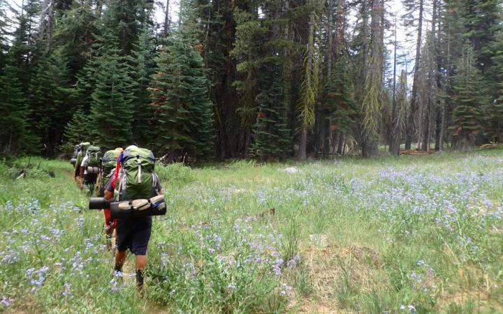 a group of backpackers make their way through a grassy field of wildflowers toward a line of evergreen trees